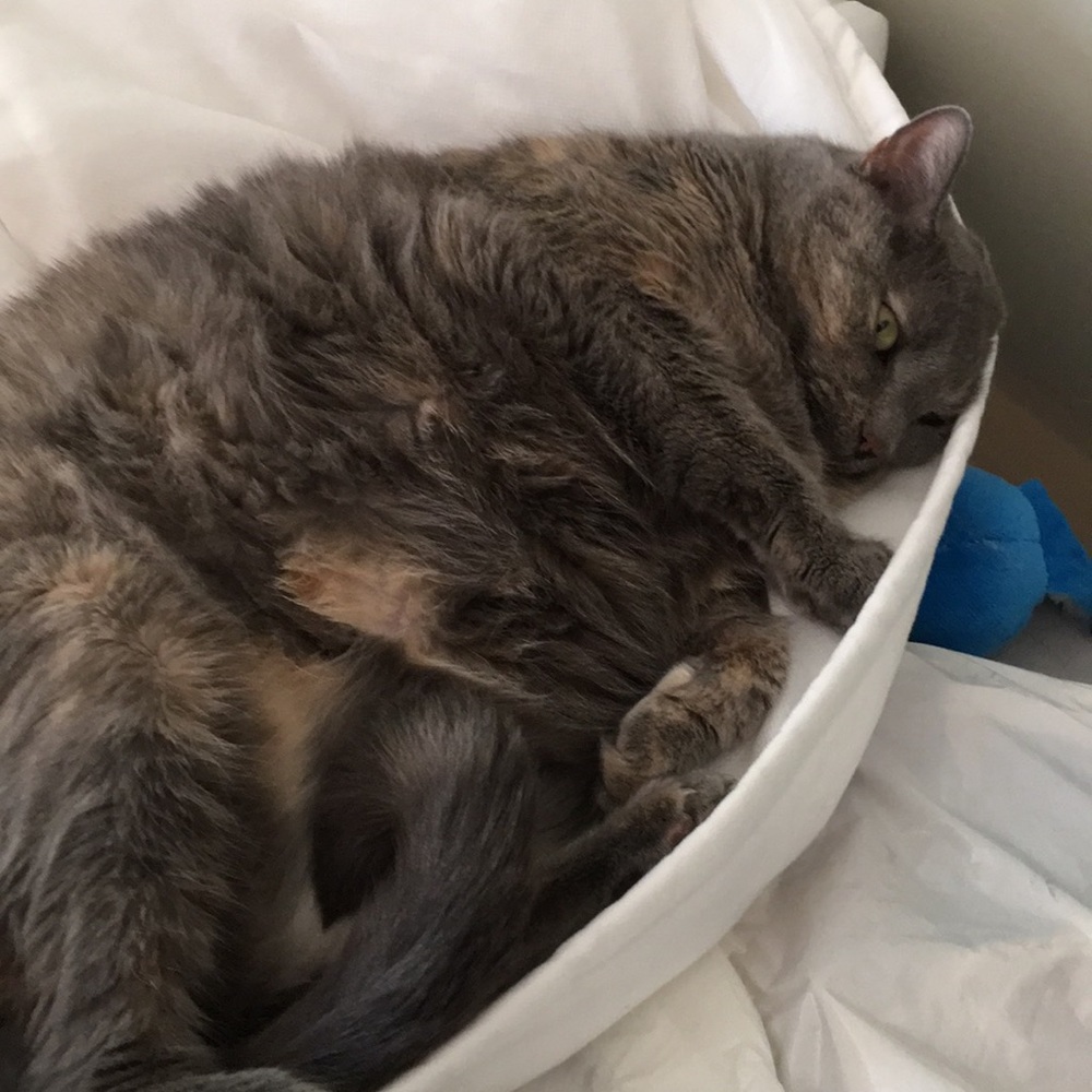 Meet your Posher, Karen